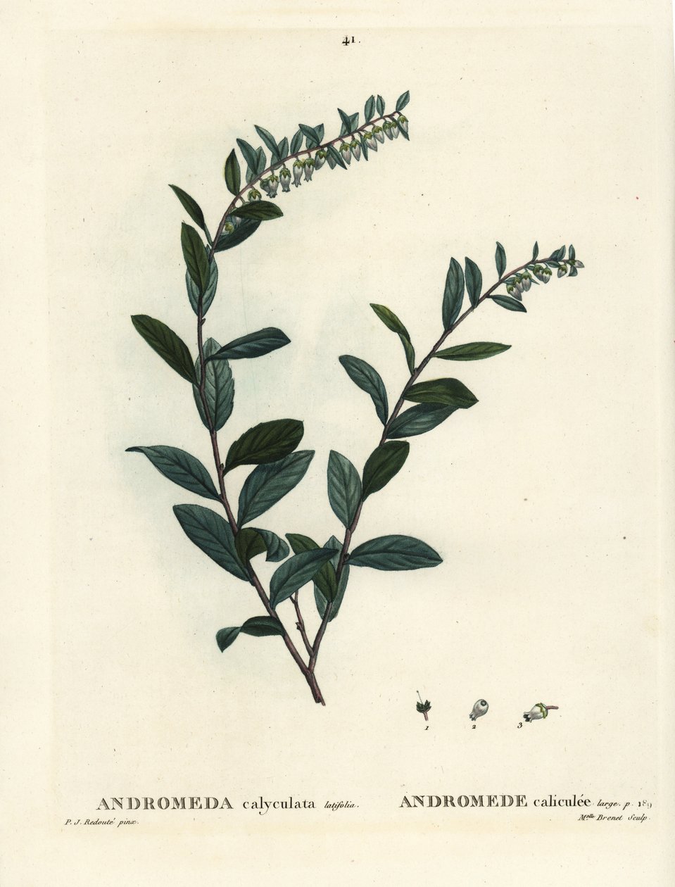Bőrlevél, Chamaedaphne calyculata (Andromeda calyculata). Brenet kisasszony kézzel festett foltgravírozása Pierre-Joseph Redoute illusztrációja nyomán Henri Louis Duhamel du Moncel: Treat of Trees and Shrustes, Párizs alkotó: Pierre Joseph Redouté