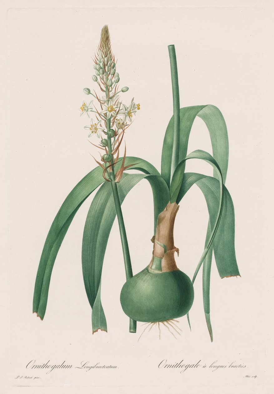 Les Liliacées: Ornithogalum longibracteatum alkotó: Pierre Joseph Redouté