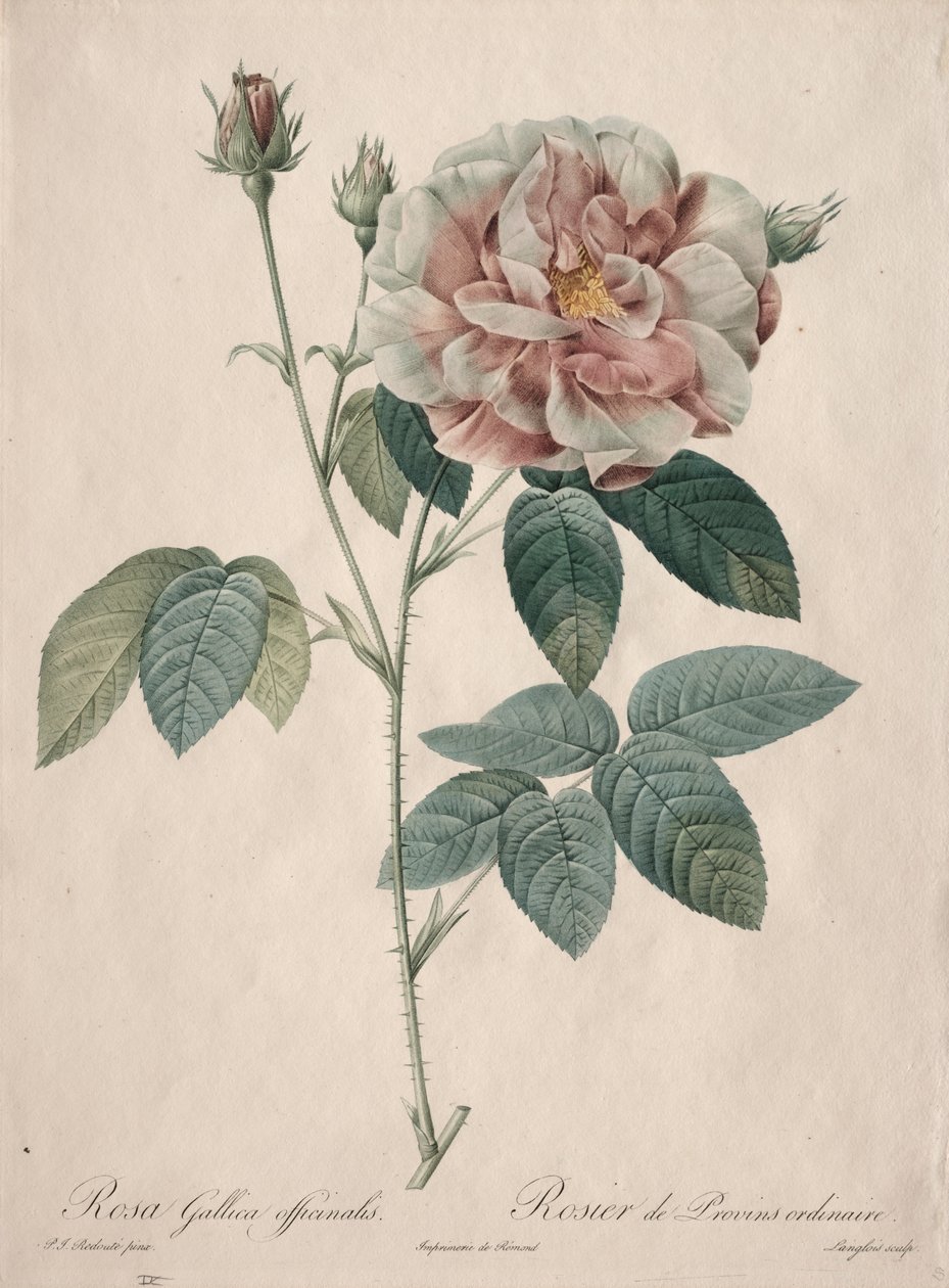 A rózsák: Rosa Gallica alkotó: Pierre Joseph Redouté