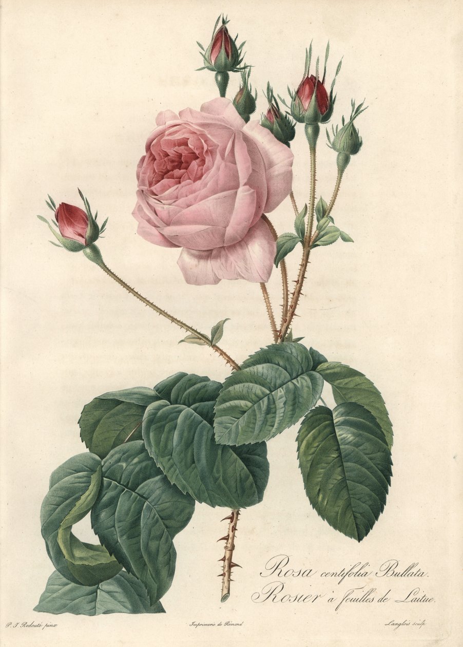 Salátalevél rózsa – Eau forte de Langlois, Pierre Joseph Redoute (1759-1840) illusztrációja alapján, a Les Rosesból alkotó: Pierre Joseph Redouté