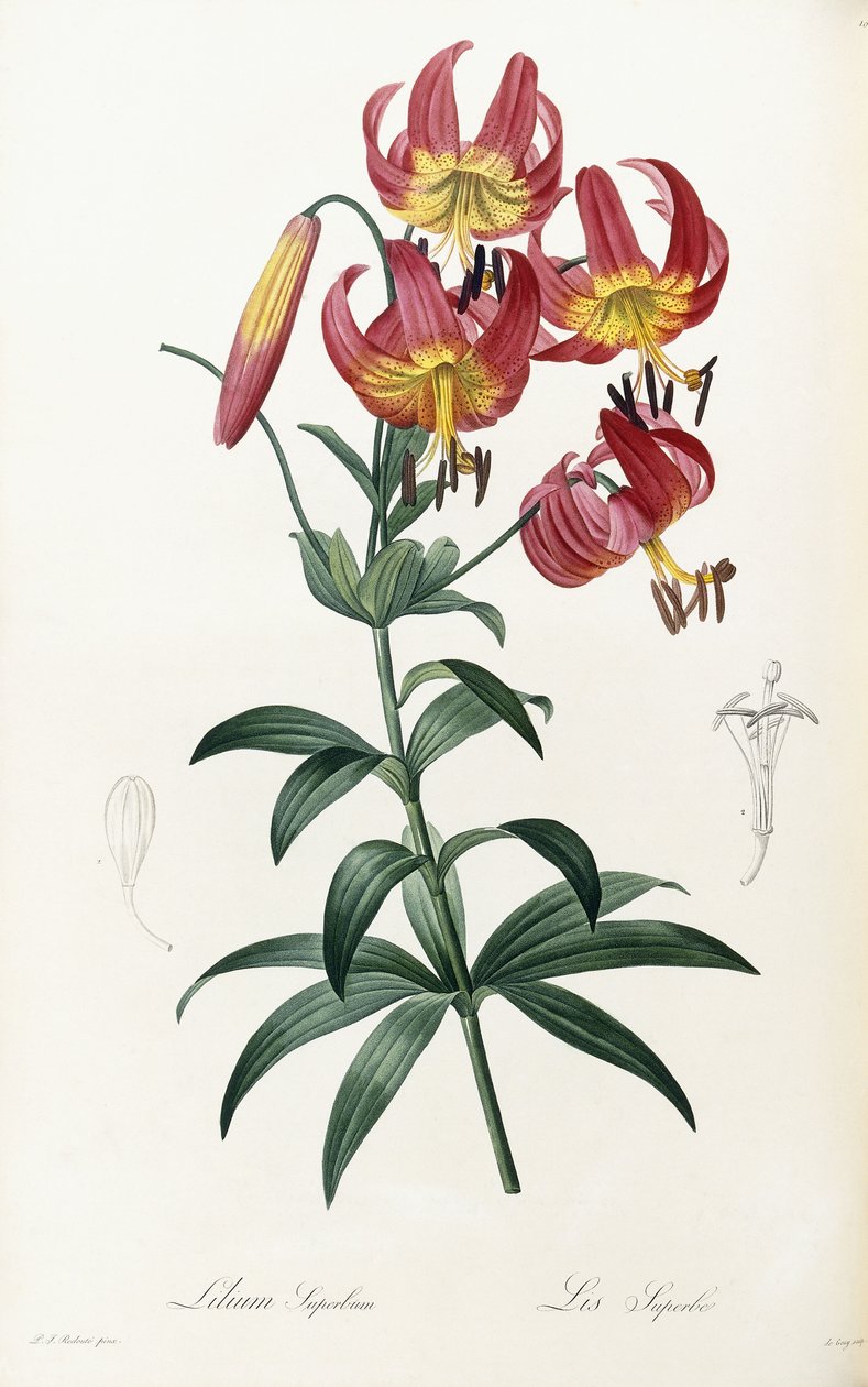 Lilium Superbus, 1805-1816 alkotó: Pierre Joseph Redouté