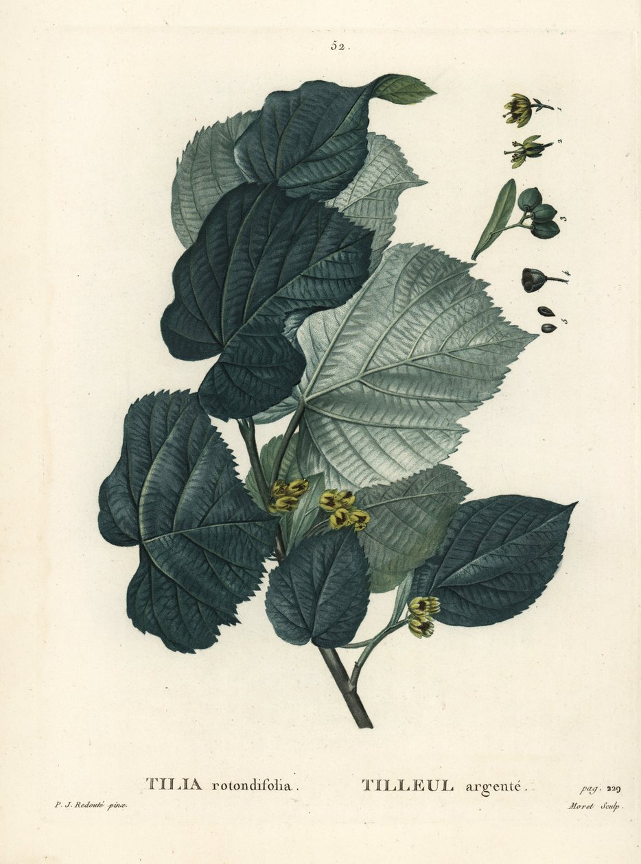 Hársfa, Tilia rotundifolia. Moret kézzel színezett foltmetszet Pierre-Joseph Redoute illusztrációja nyomán Henri Louis Duhamel du Moncel Treat des Arbres et Shrustes című művéből, Párizs alkotó: Pierre Joseph Redouté