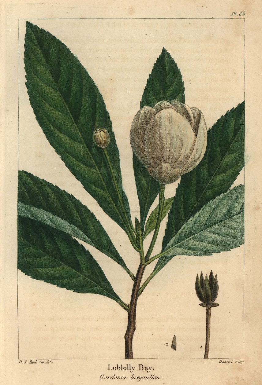 Loblolly-öböl, Gordonia lasyanthus (metszet) alkotó: Pierre Joseph Redouté