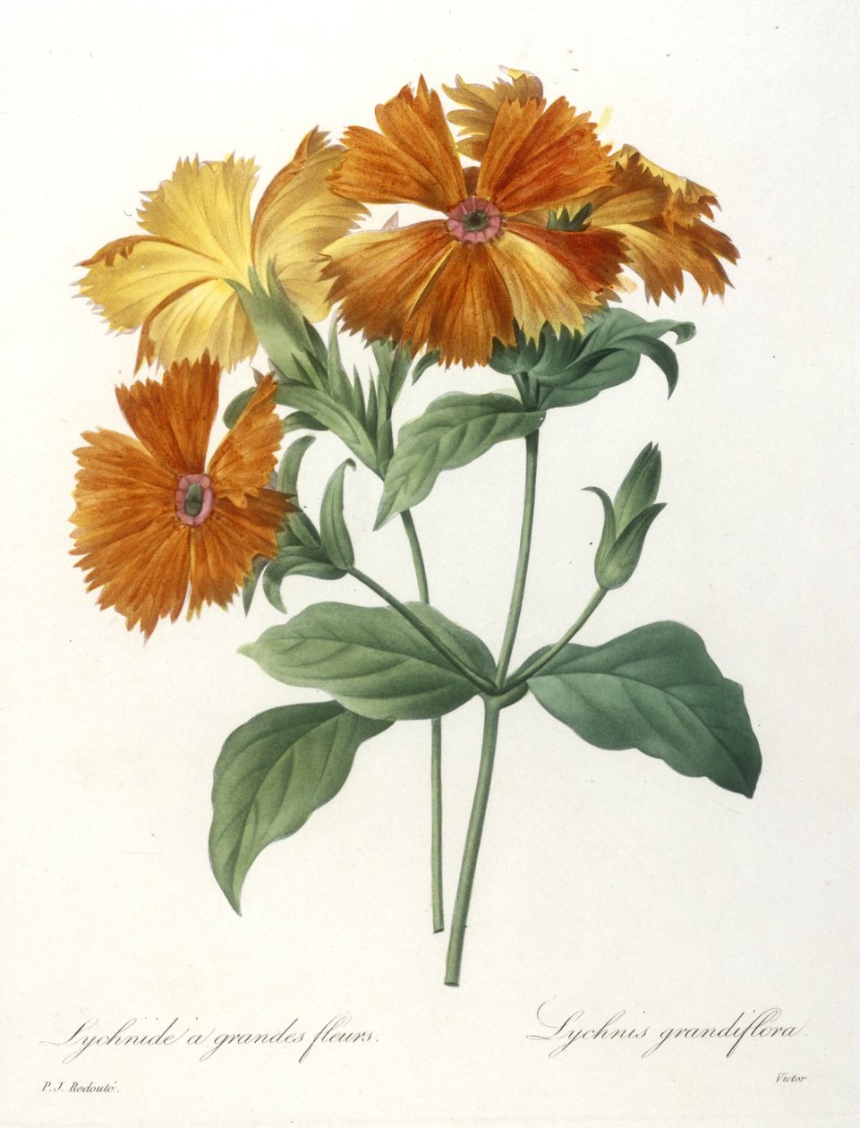 Nagyvirágú lichnid, Lychnus grandiflora, a legszebb virágok és legszebb gyümölcsök válogatásából, 1827 (kézzel színezett foltmetszet) alkotó: Pierre Joseph Redouté