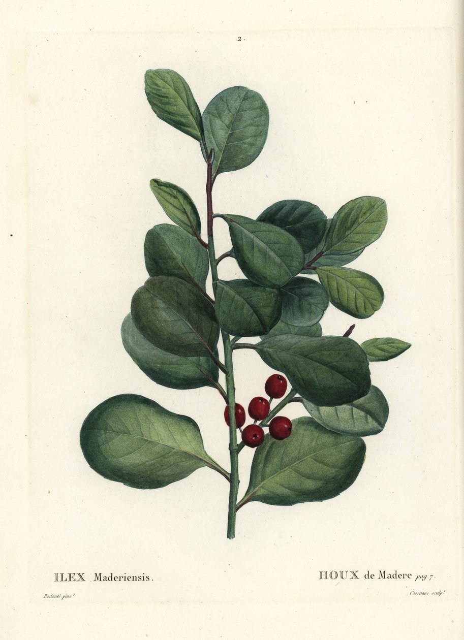 Madeira magyal, Ilex perado (Holly de Madere, Ilex maderiensis). Casenave kézi színű foltmetsze Pierre-Joseph Redoute illusztrációja nyomán Henri Louis Duhamel du Moncel Treat des Arbres et Shrustes című művéből, Párizs alkotó: Pierre Joseph Redouté