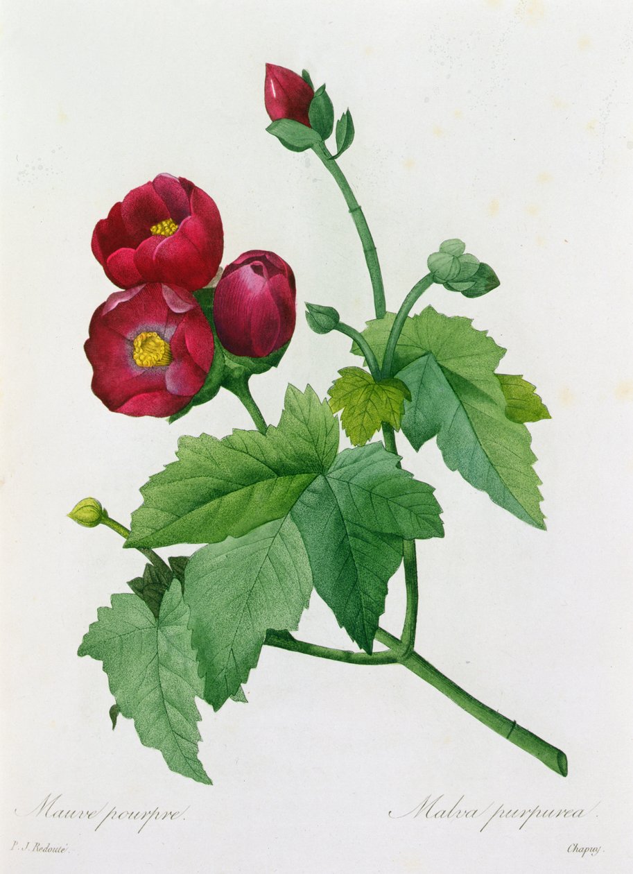 Malva Purpurea (színes metszet) alkotó: Pierre Joseph Redouté