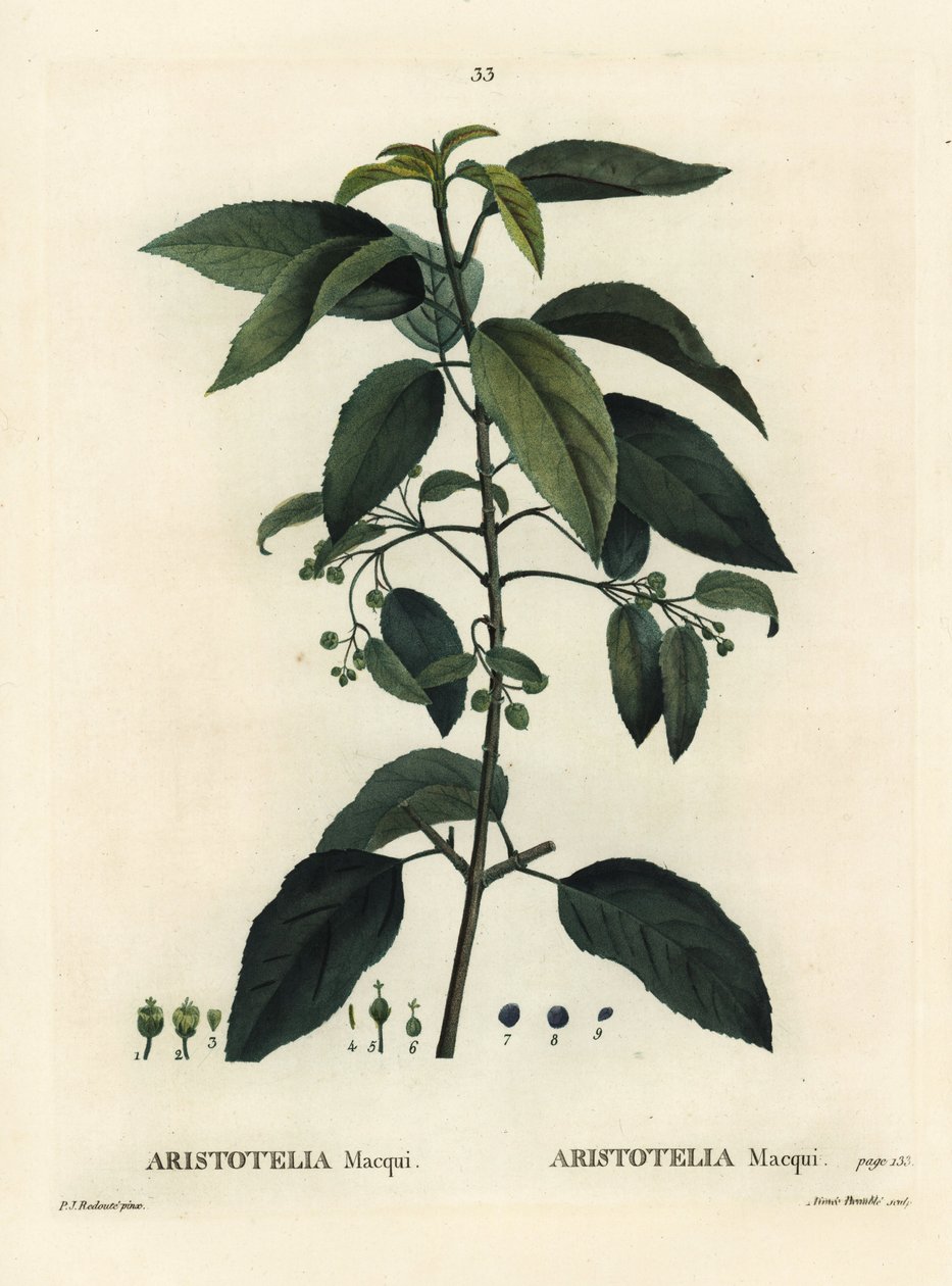 Maqui vagy chilei borbogyó, Aristotelia chilensis (Aristotelia maqui). Aimee kézzel festett foltmetszet Pierre-Joseph Redoute illusztrációja nyomán Henri Louis Duhamel du Moncel Fák és cserjék csemege című művéből, Párizs alkotó: Pierre Joseph Redouté
