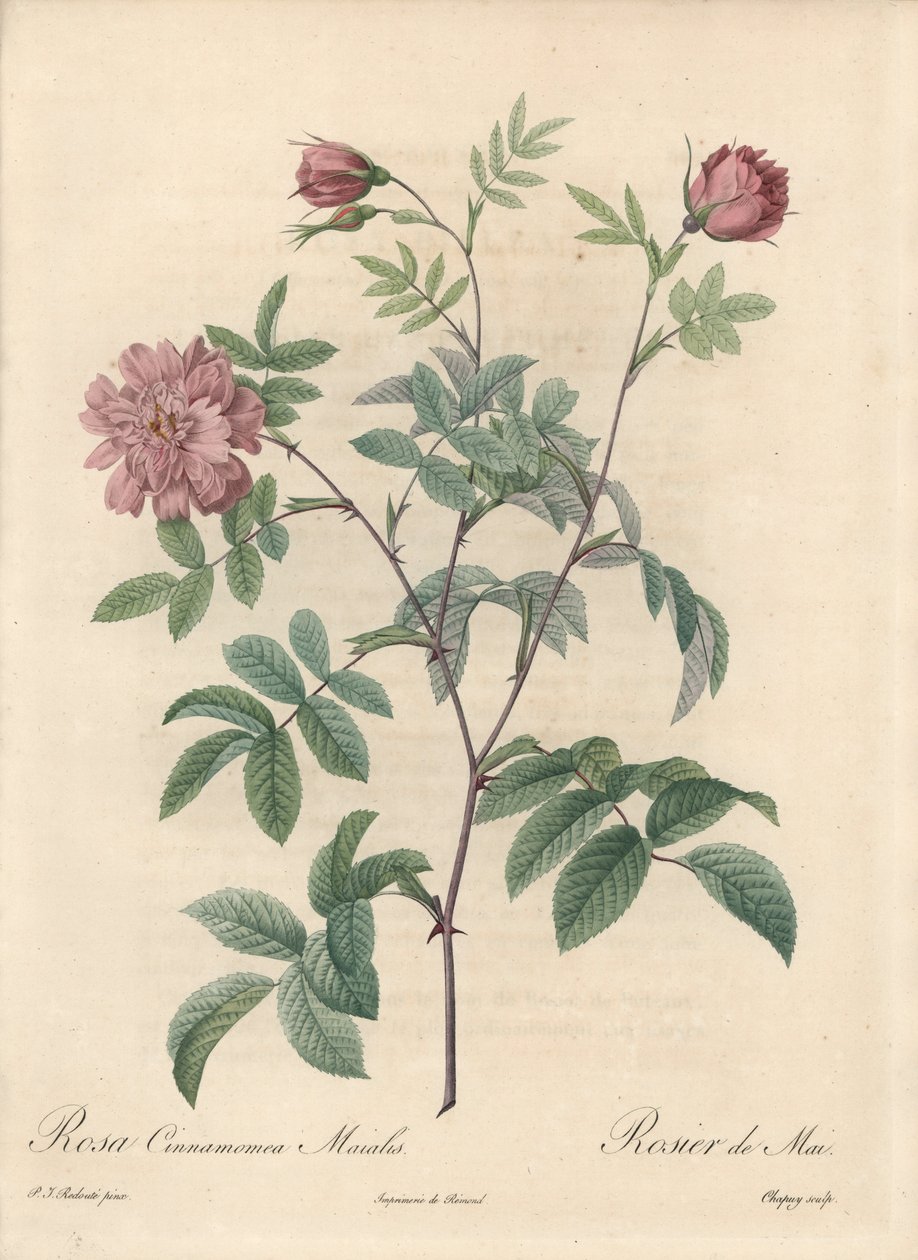 Május rózsa vagy fahéjrózsa – Eau forte de Chapuy, Pierre Joseph Redoute (1759-1840) illusztrációjából, kivonat a Les Roses-ból alkotó: Pierre Joseph Redouté