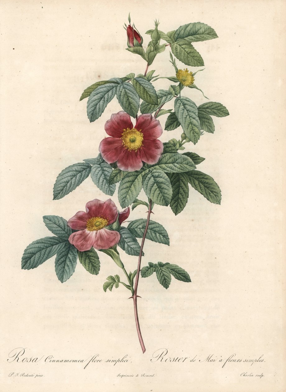 Május rózsa vagy rózsa fahéj egyszerű virág – Eau forte Charlintól, Pierre Joseph Redoute (1759-1840) illusztrációjából, a Les Roses-ból alkotó: Pierre Joseph Redouté