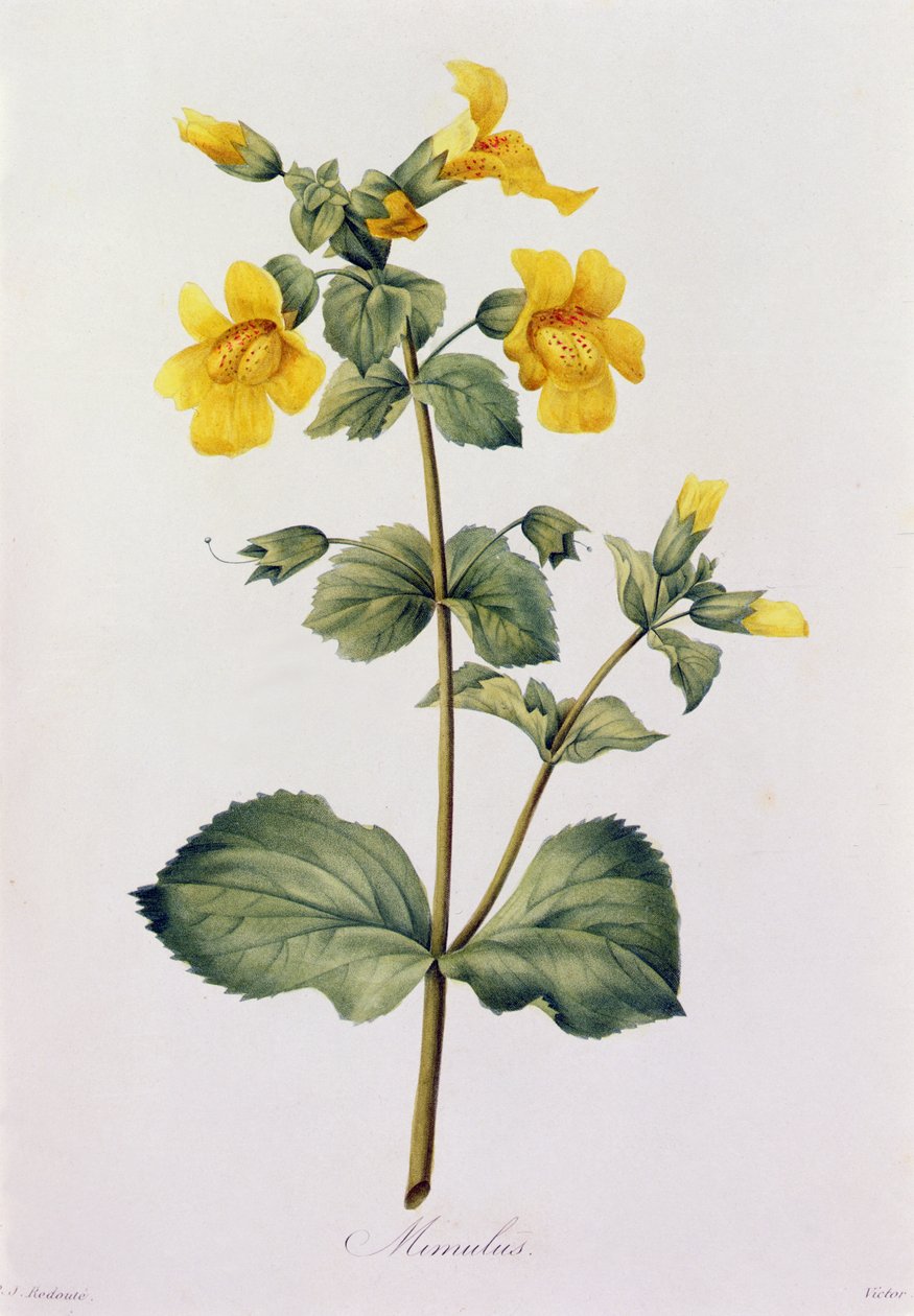 Mimulus (színes metszet) alkotó: Pierre Joseph Redouté