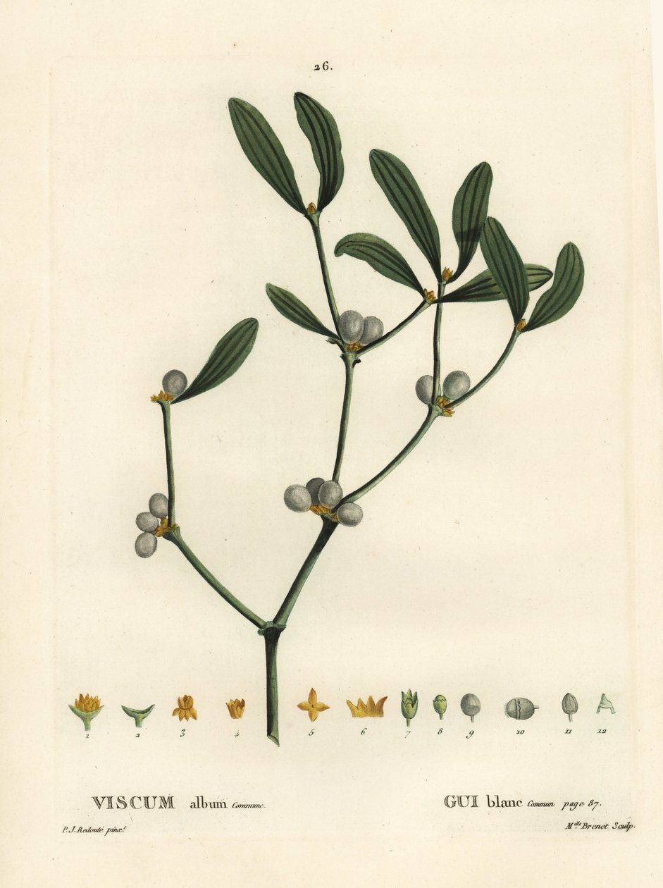 Fagyöngy, Visum album. Brenet kisasszony kézzel színezett pecsétmetszete Pierre-Joseph Redoute illusztrációja nyomán Henri Louis Duhamel du Moncel Treat des Arbres et Shrustes című művéből, Párizs alkotó: Pierre Joseph Redouté