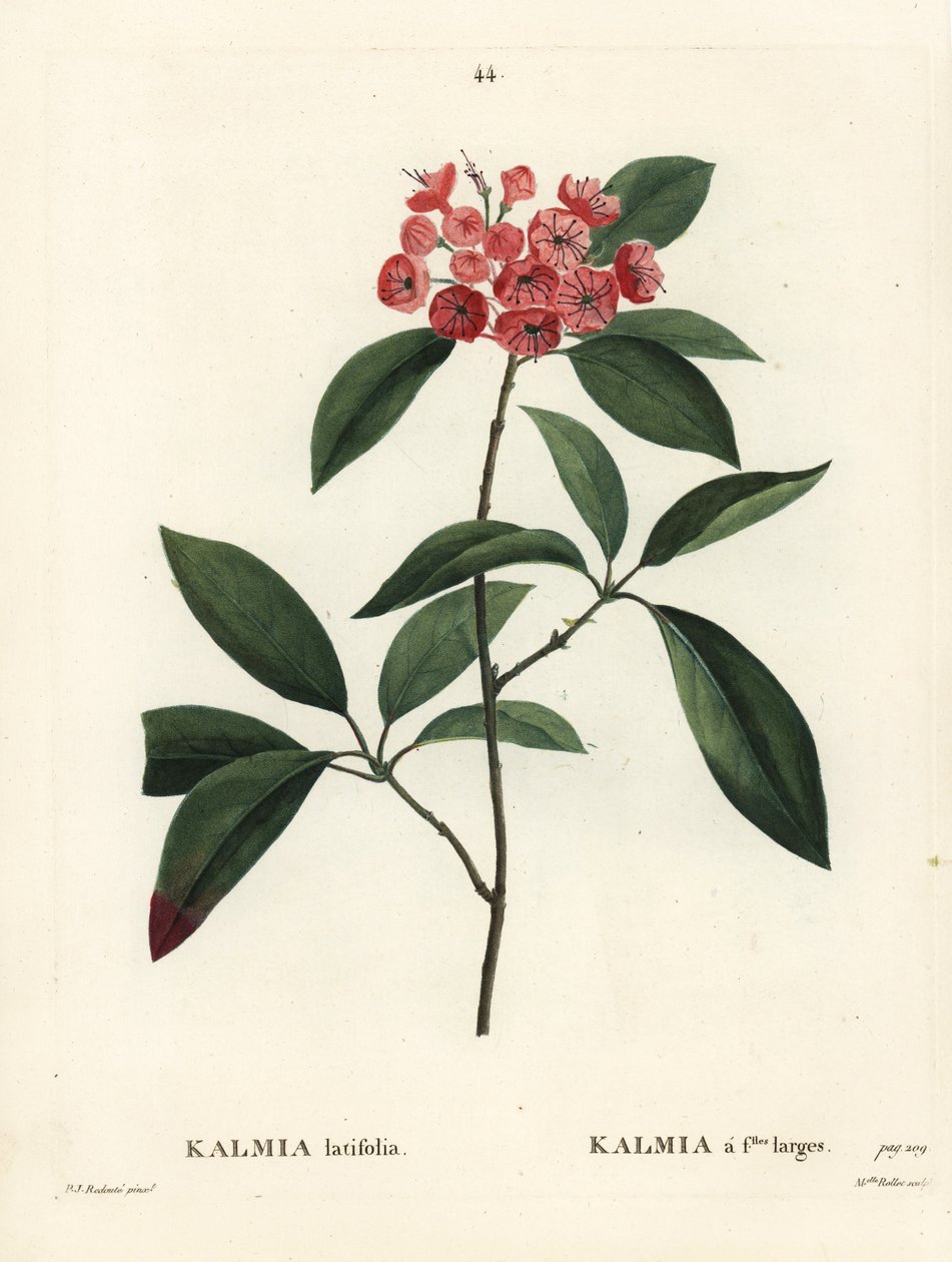 Hegyi babér vagy kalikóbokor, Kalmia latifolia. Rollet kisasszony kézzel színezett foltgravírozása Pierre-Joseph Redoute illusztrációja nyomán Henri Louis Duhamel du Moncel Treat des Arbres et Shrustes című művéből, Párizs alkotó: Pierre Joseph Redouté