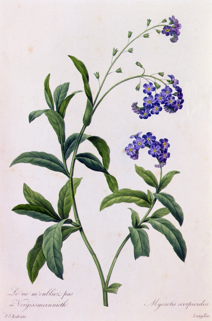 Myosotis Scorpiodes (színes metszet) alkotó: Pierre Joseph Redouté
