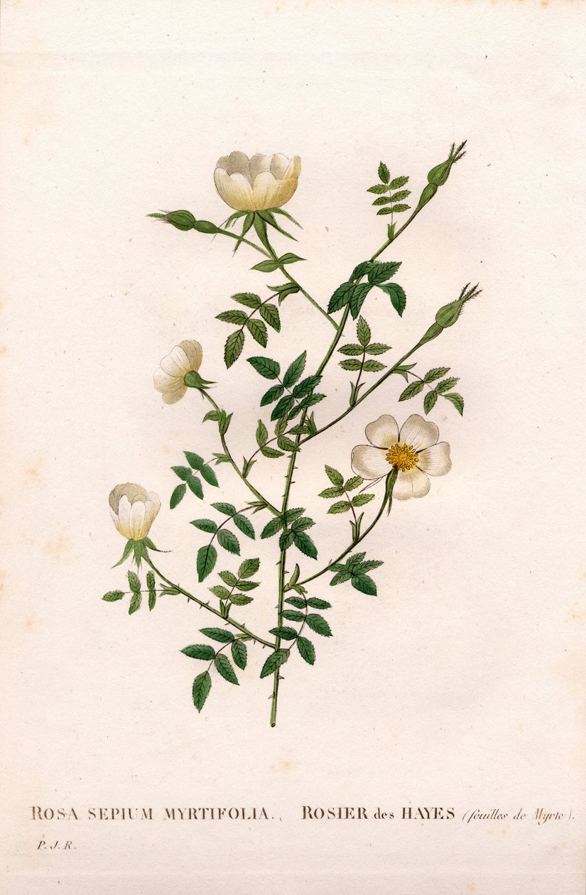 Mirtuszlevelű sövényrózsa, Rosa aggrestis fajta, Rose des Hayes mirtuszlevelekkel. Kézzel színezett rézmetszet, Pierre Joseph Redoute „Les Roses” Paris című művéből alkotó: Pierre Joseph Redouté