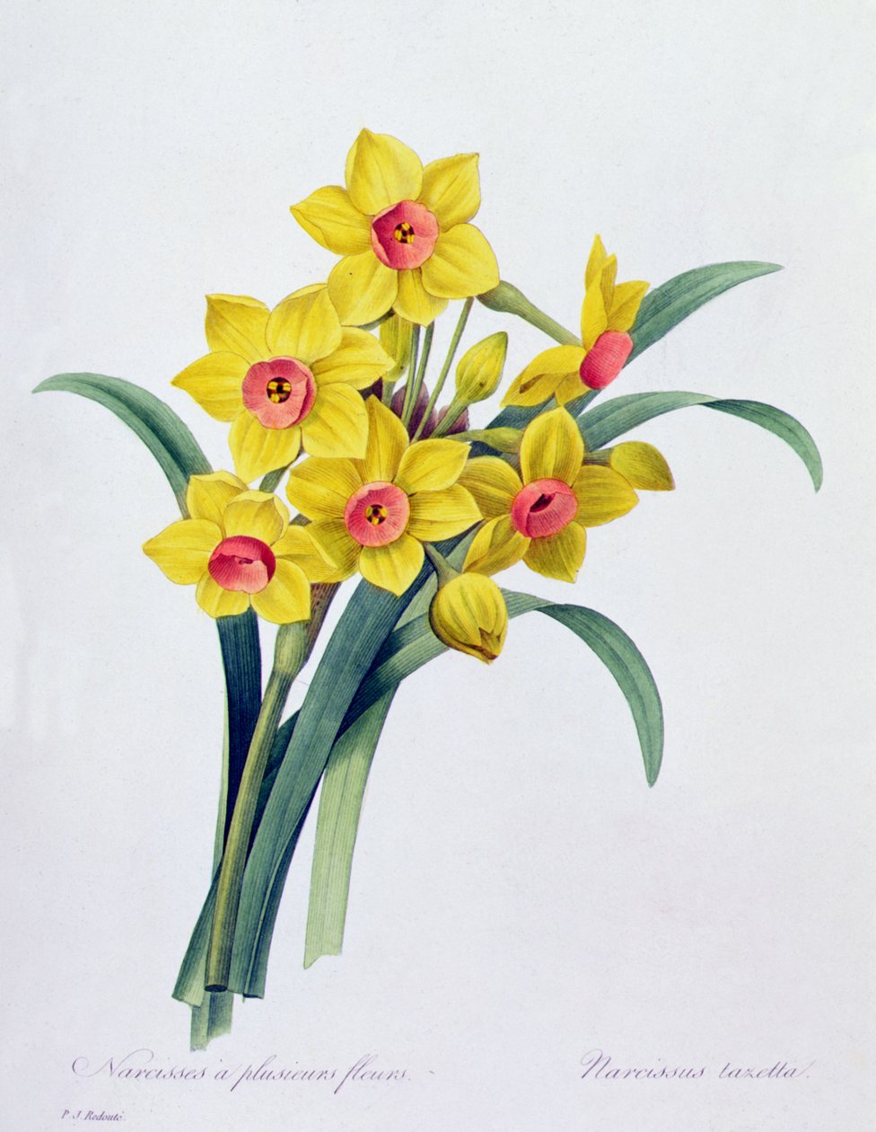 Narcissus Tazetta (színes metszet) alkotó: Pierre Joseph Redouté