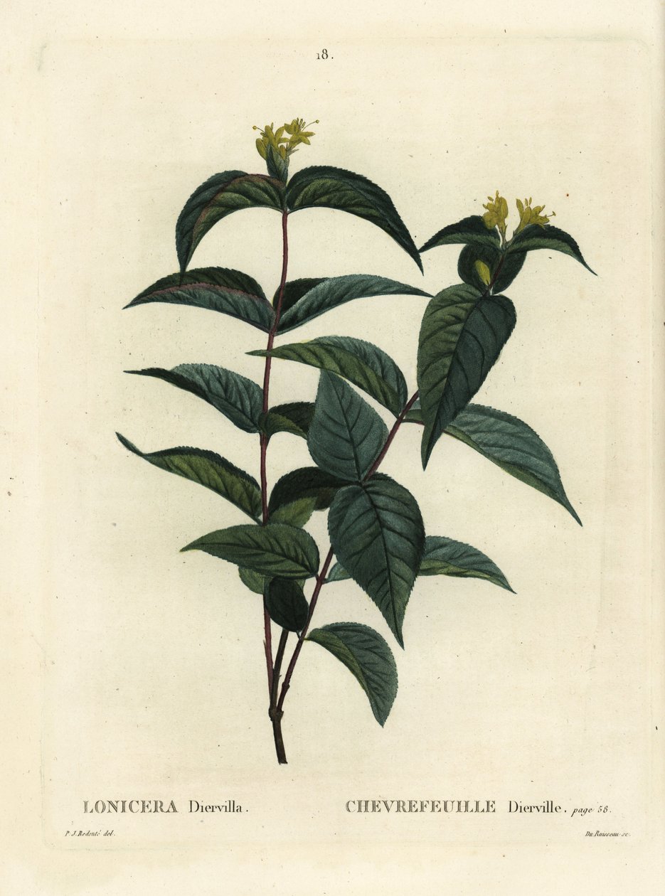 Északi bokor lonc, Diervilla lonicera (Lonicera diervilla). Du Ruisseau kézzel színezett foltmetszet Pierre-Joseph Redoute illusztrációja nyomán Henri Louis Duhamel du Moncel Treat des Arbres et Shrustes című művéből, Párizs alkotó: Pierre Joseph Redouté