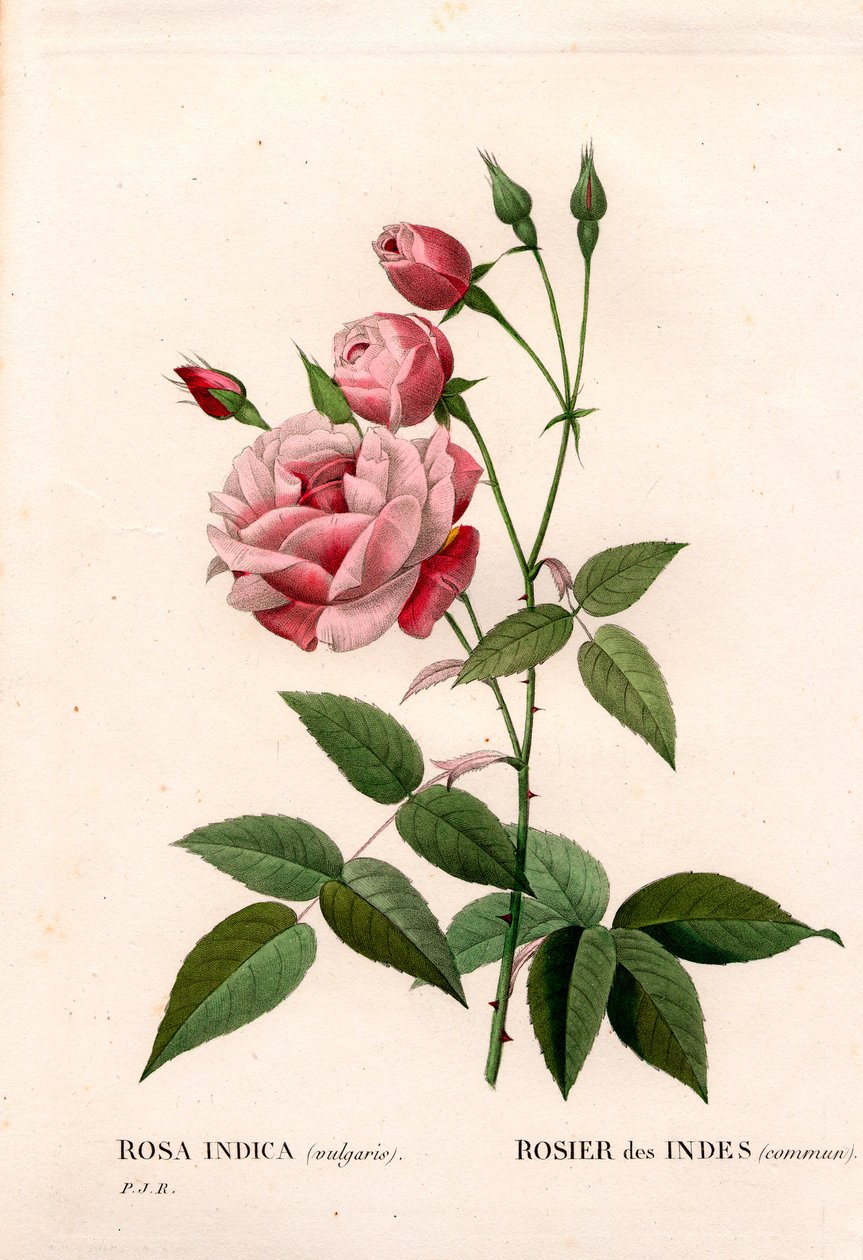 Régi pirosító rózsa, Rosa chinensis, indiai rózsa gyakori. Kézzel színezett rézmetszet, Pierre Joseph Redoute „Les Roses” Paris című művéből alkotó: Pierre Joseph Redouté
