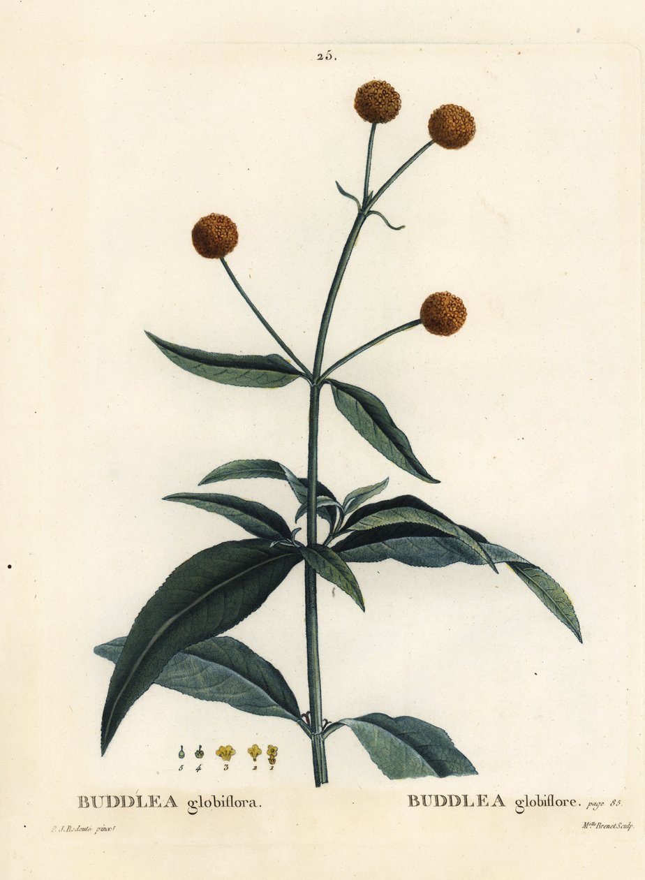 Narancsgömbfa vagy narancsgolyó buddleja, Buddleja globosa (Buddlea globiflora). Brenet kisasszony kézzel színezett pecsétmetszete Pierre-Joseph Redoute illusztrációja nyomán Henri Louis Duhamel du Moncel Treat des Arbres et Shrustes című művéből, Párizs alkotó: Pierre Joseph Redouté