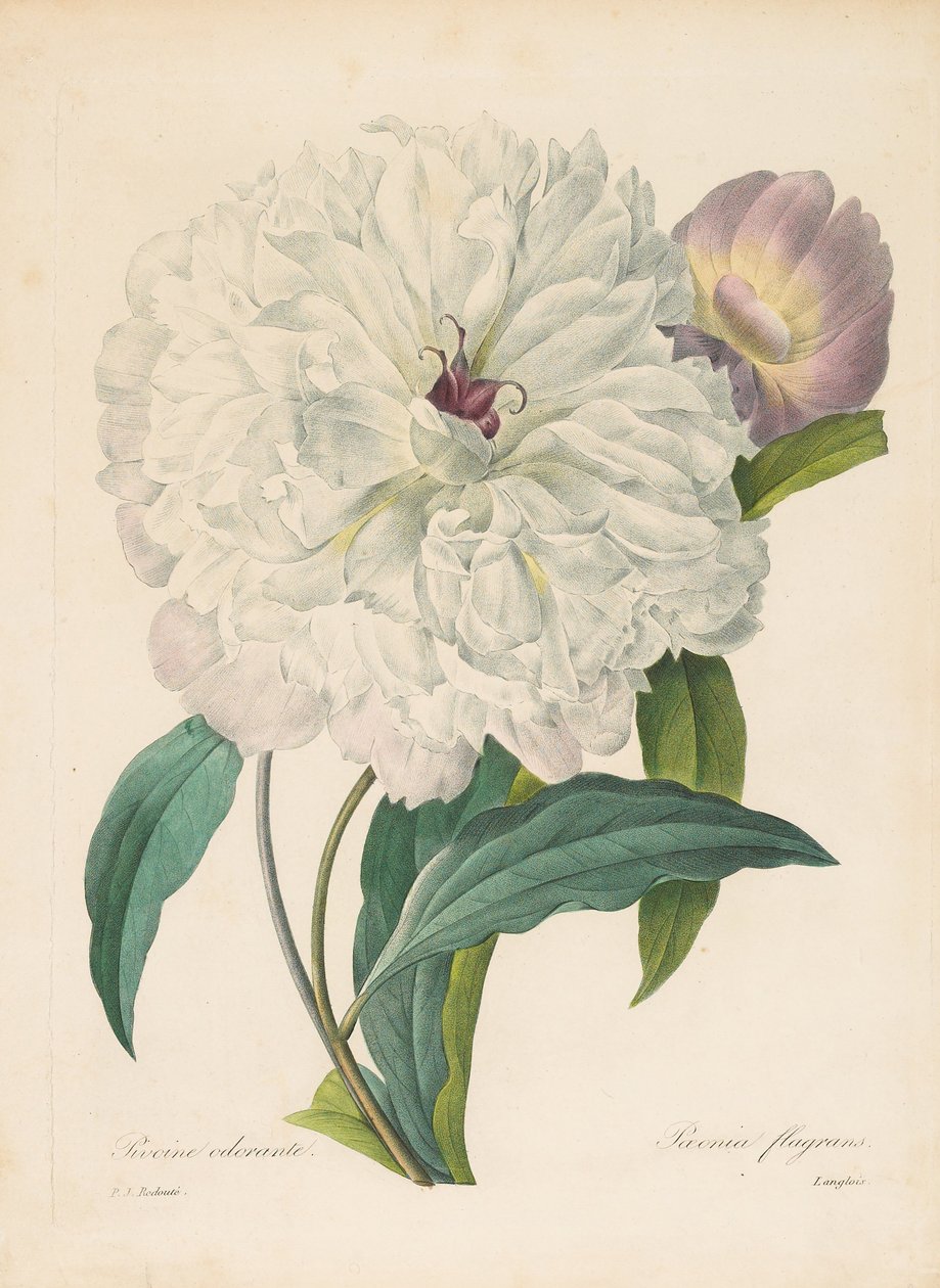 Paeonia flamrans bazsarózsa, 1827. alkotó: Pierre Joseph Redouté