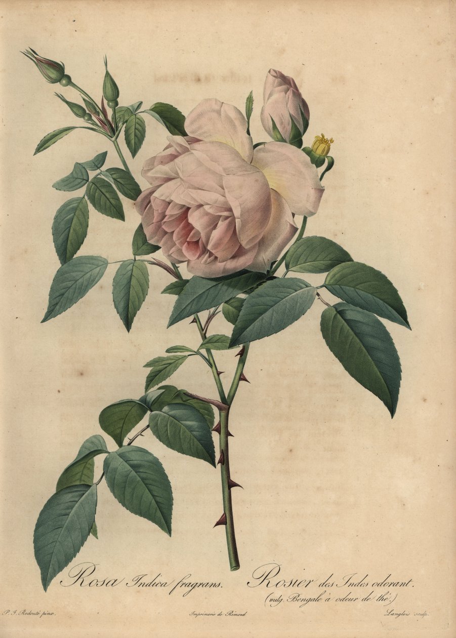 Halványrózsaszín teaillatú rózsa, Rosa odorata alkotó: Pierre Joseph Redouté