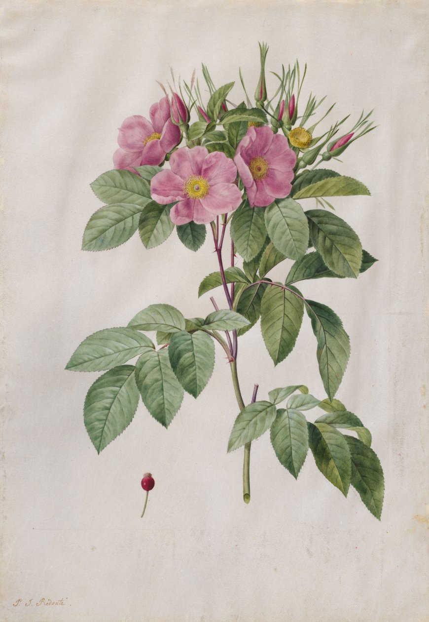Legelőrózsa (Rosa Carolina Corymbosa) alkotó: Pierre Joseph Redouté