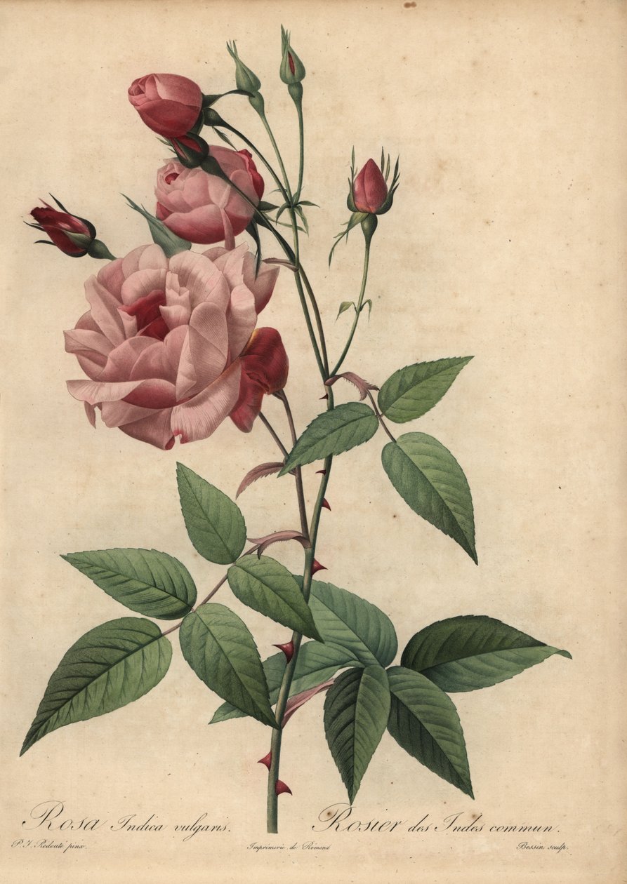 Rózsaszín kínai rózsa, Rosa chinensis alkotó: Pierre Joseph Redouté