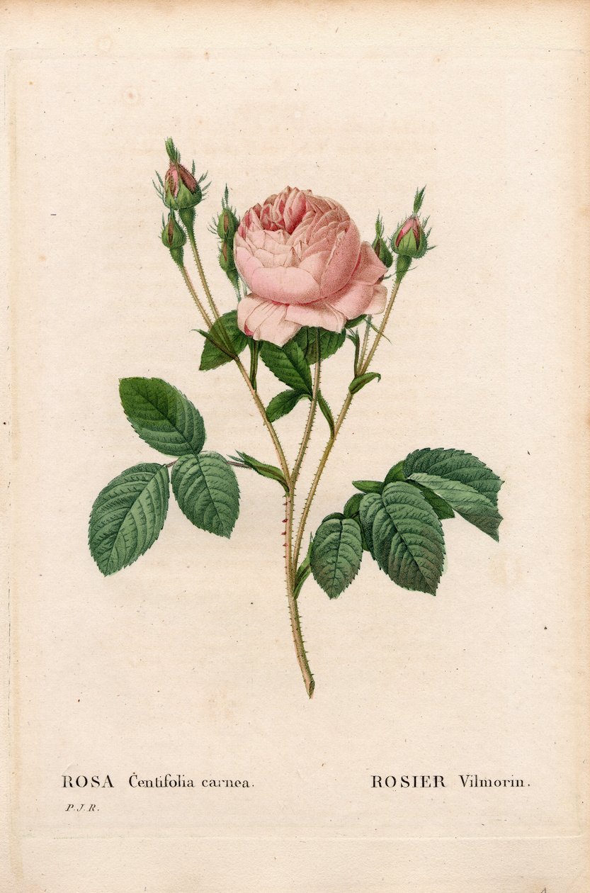 Pink Vilmorin, Rosa centifolia Vilmorin. Kézzel színezett rézmetszet, Pierre Joseph Redoute „Les Roses” Paris című művéből alkotó: Pierre Joseph Redouté