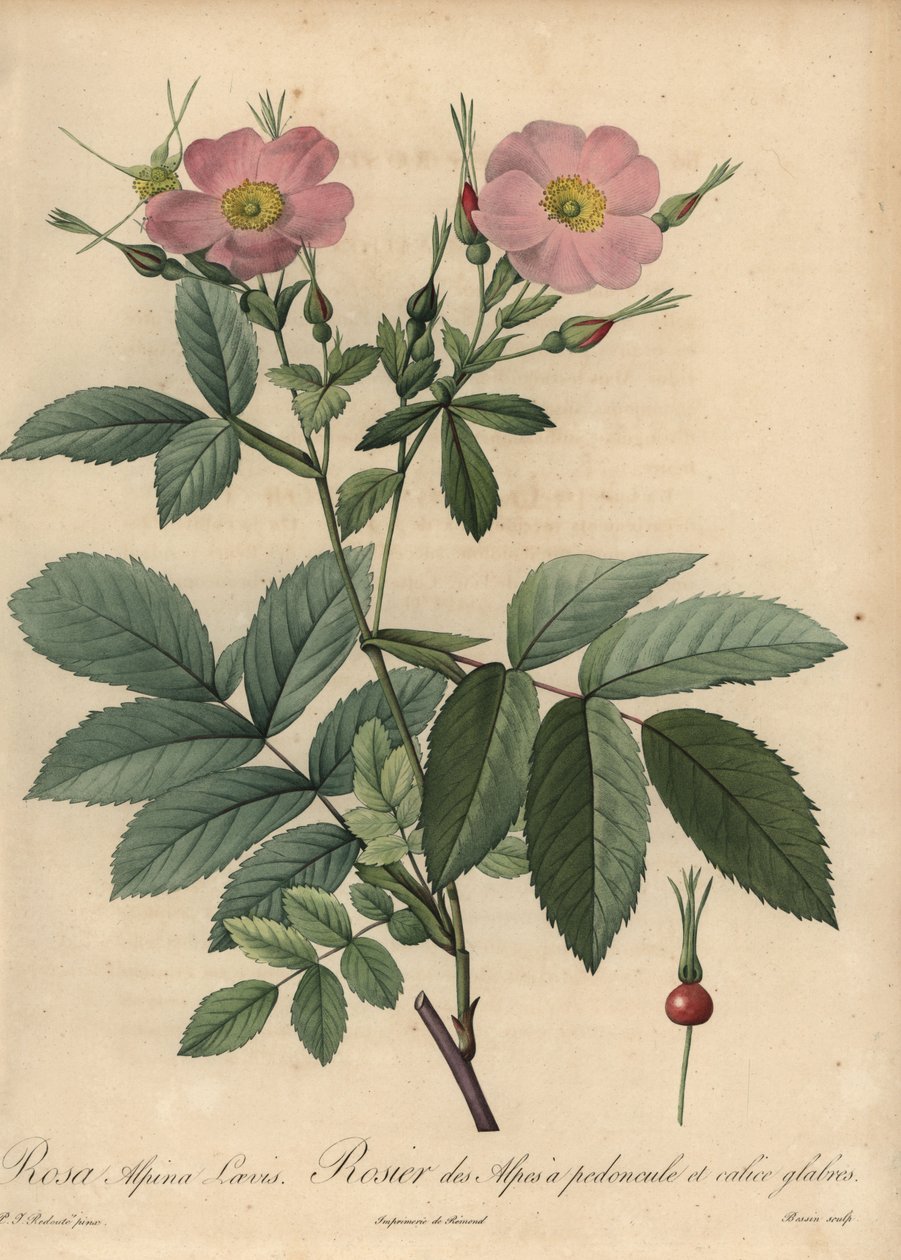Rózsaszín alpesi rózsa, Rosa pendulina alkotó: Pierre Joseph Redouté