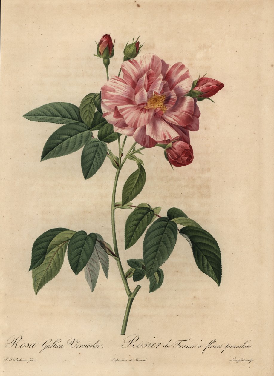 Rózsaszín és fehér gall rózsa vagy francia rózsa, Rosa gallica alkotó: Pierre Joseph Redouté