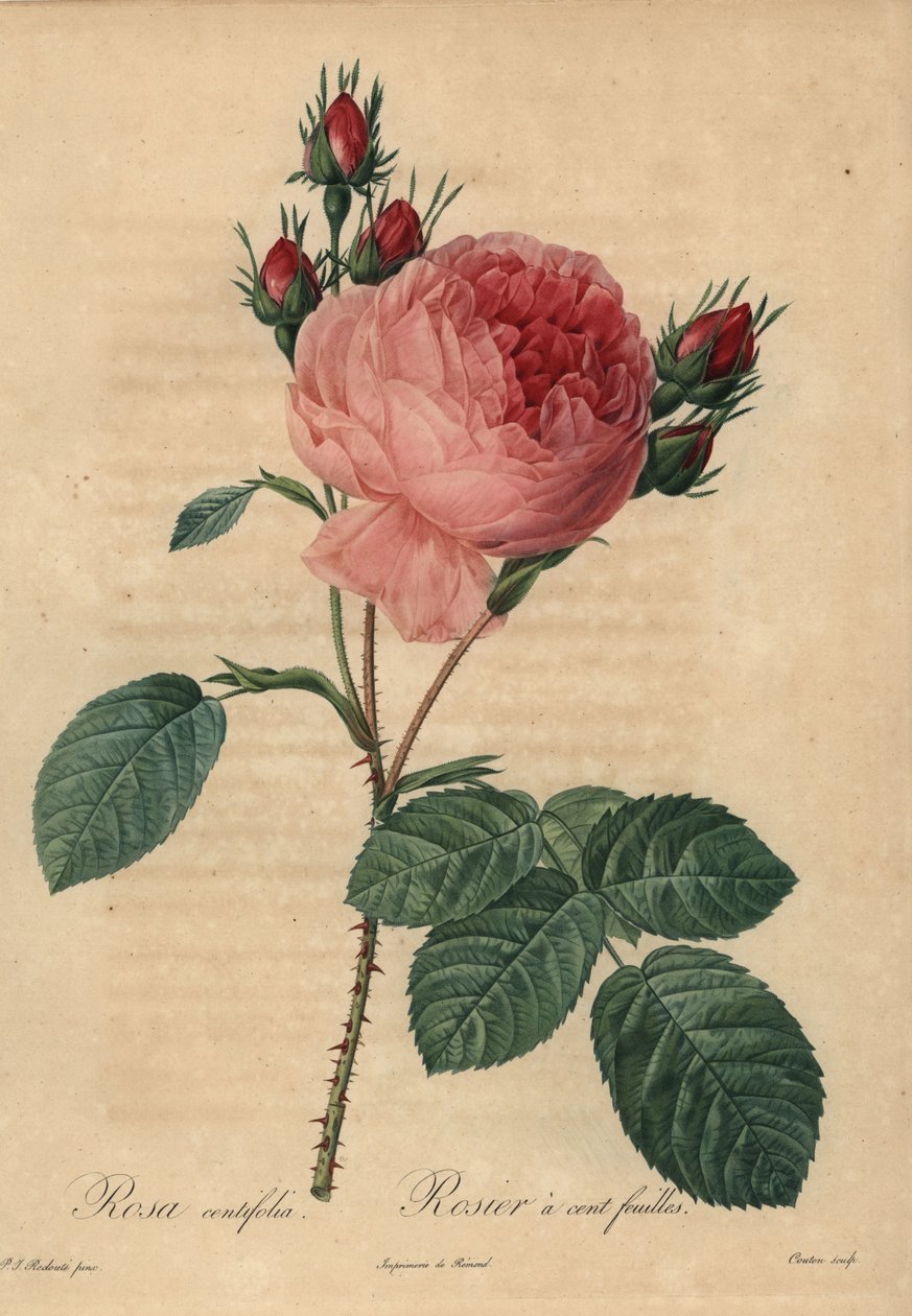 Rózsaszín káposzta rózsa vagy Provence rózsa, Rosa centifolia alkotó: Pierre Joseph Redouté