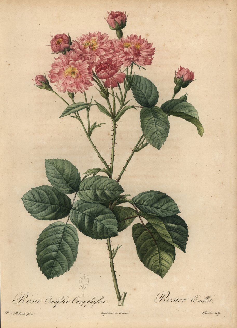 Rózsaszín szegfűszirmú káposzta rózsa, Rosa centifolia alkotó: Pierre Joseph Redouté