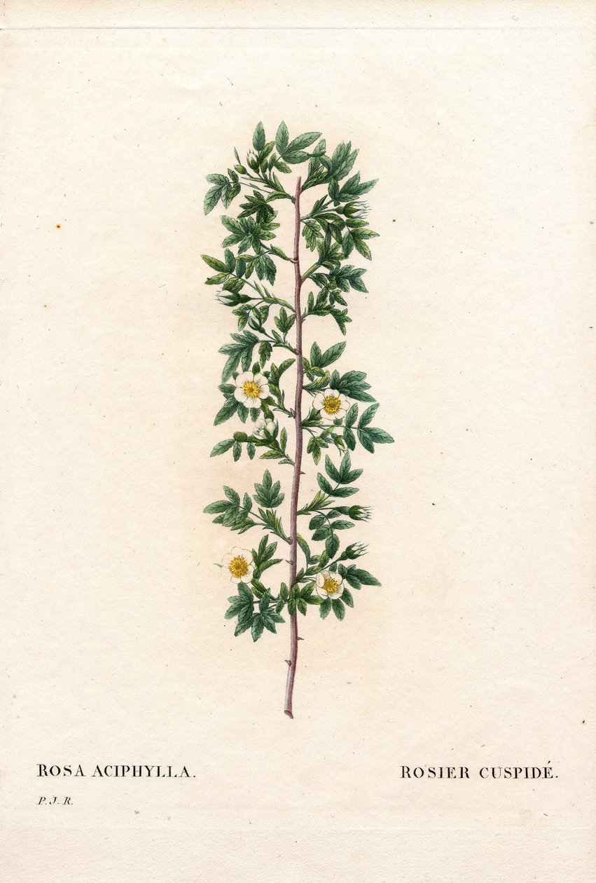 Pink cuspidate, Rosa canina fajta. Cuspid rózsa, Rosa aciphylla. Kézzel színezett rézmetszet, Pierre Joseph Redoute „Les Roses” Paris című művéből alkotó: Pierre Joseph Redouté