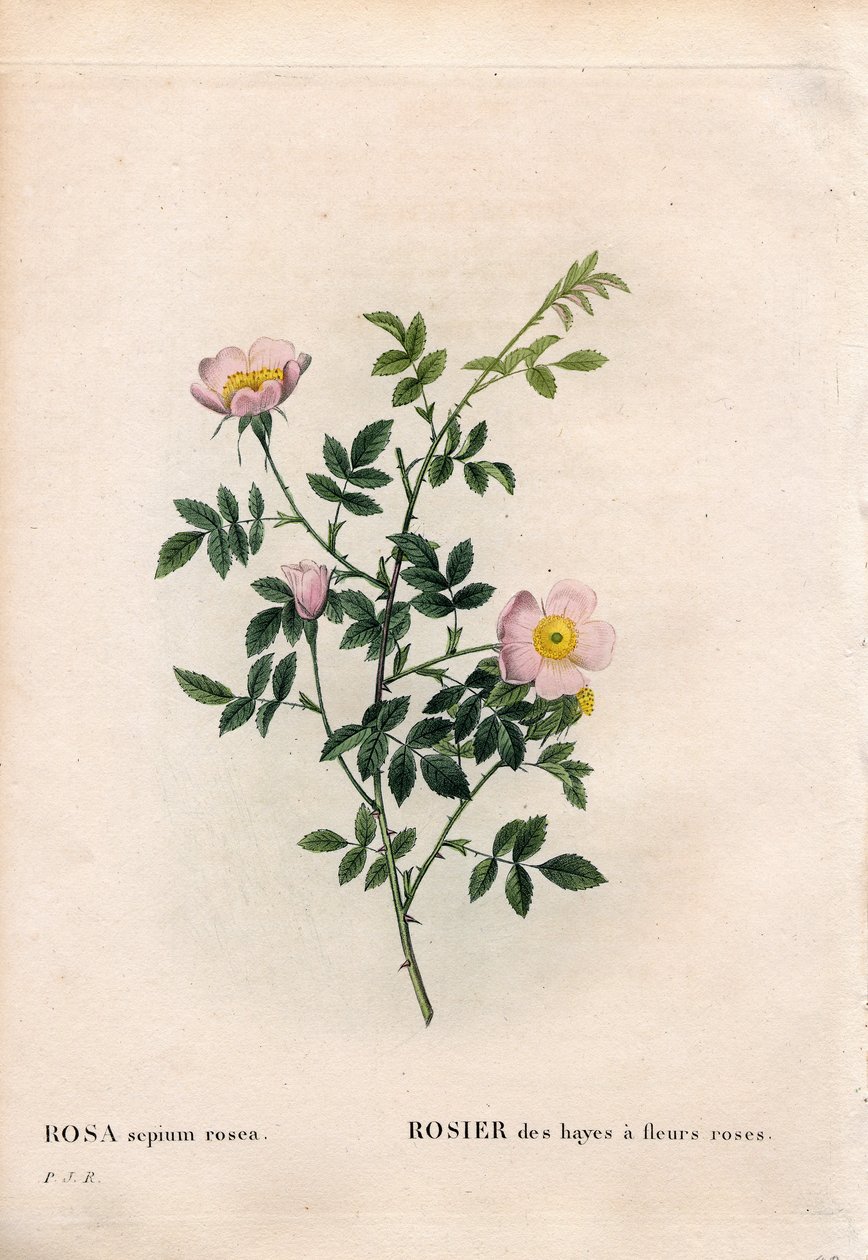 Rózsaszín sövényrózsa, Rosa aggrestis fajta, Rózsaszín virágú széna rózsa. Kézzel színezett rézmetszet, Pierre Joseph Redoute „Les Roses” Paris című művéből alkotó: Pierre Joseph Redouté