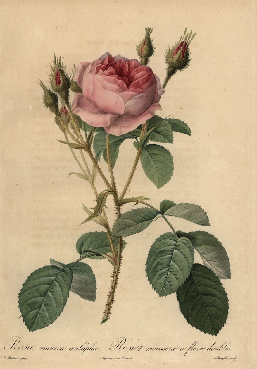 Rózsaszín moharózsa, Rosa centifolia f. muscosa alkotó: Pierre Joseph Redouté