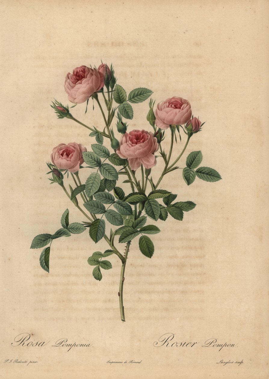 Rózsaszín pompon rózsa, Rosa centifolia alkotó: Pierre Joseph Redouté
