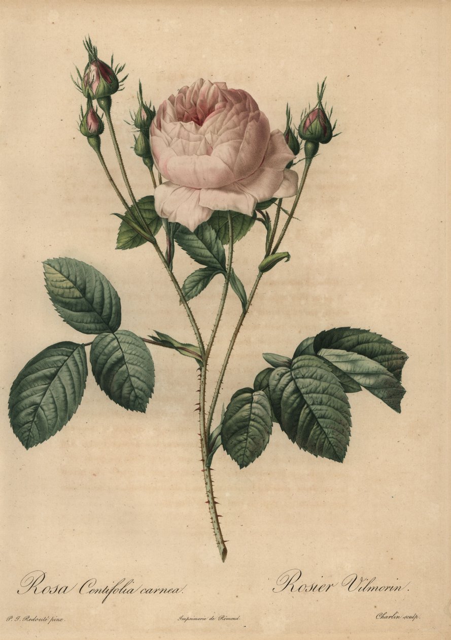Rózsaszín rózsa, Rosa centifolia carnea alkotó: Pierre Joseph Redouté