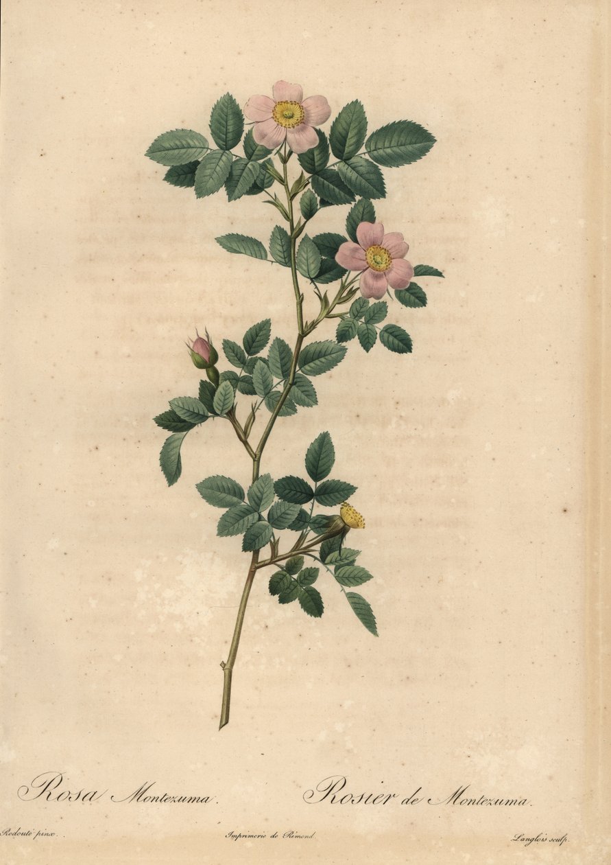 Rózsaszín rózsa, Rosa montezuma alkotó: Pierre Joseph Redouté