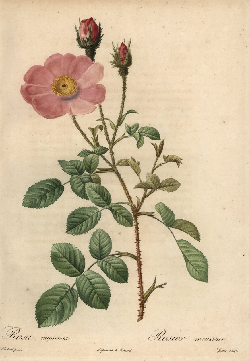 Rózsaszín rózsa, Rosa muscosa alkotó: Pierre Joseph Redouté