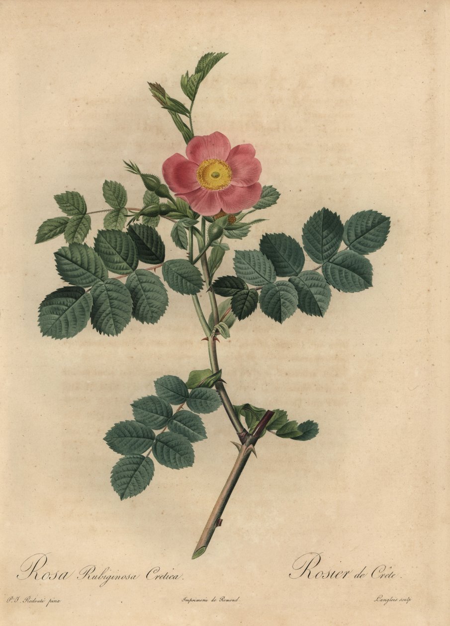 Rózsaszín édes rózsa, Rosa alkotó: Pierre Joseph Redouté