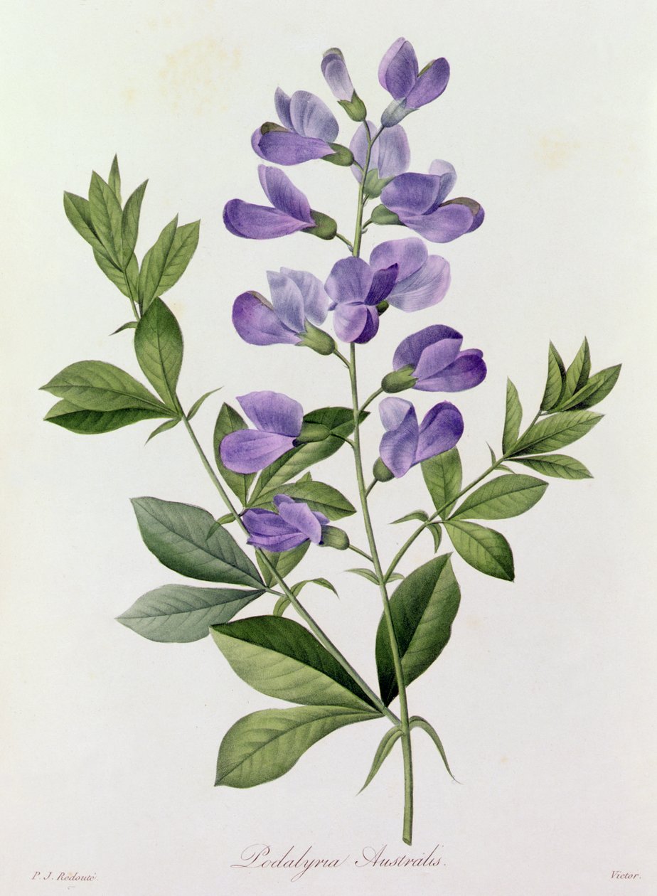 Podalyria Australis (színes metszet) alkotó: Pierre Joseph Redouté