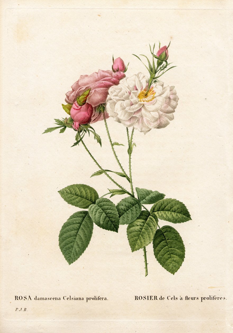 Proliferous Cels rózsa, Rosa damascena var. incarnata-maxima, a Cels Rose burjánzó virágokkal rendelkezik. Kézzel színezett rézmetszet, Pierre Joseph Redoute „Les Roses” Paris című művéből alkotó: Pierre Joseph Redouté