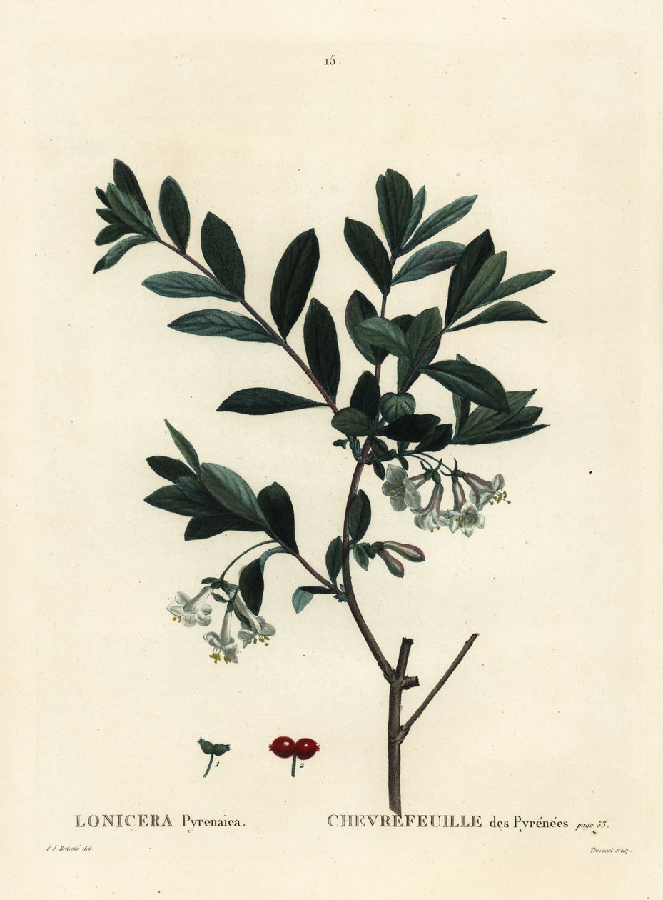Pireneusi lonc, Lonicera pyrenaica. Tessaert kézzel színezett foltmetszet Pierre-Joseph Redoute illusztrációja nyomán Henri Louis Duhamel du Moncel Treat des Trees et Shrustes című művéből, Párizs alkotó: Pierre Joseph Redouté