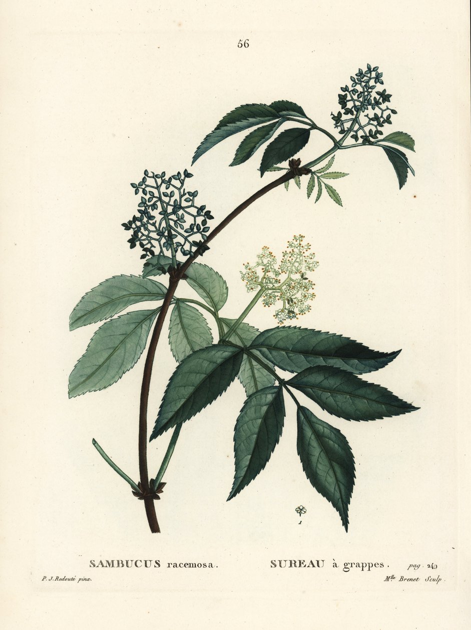Vörös bodza vagy vörös bodza, Sambucus racemosa. Brenet kisasszony kézzel színezett pecsétmetszete Pierre-Joseph Redoute illusztrációja nyomán Henri Louis Duhamel du Moncel Treat des Arbres et Shrustes című művéből, Párizs alkotó: Pierre Joseph Redouté