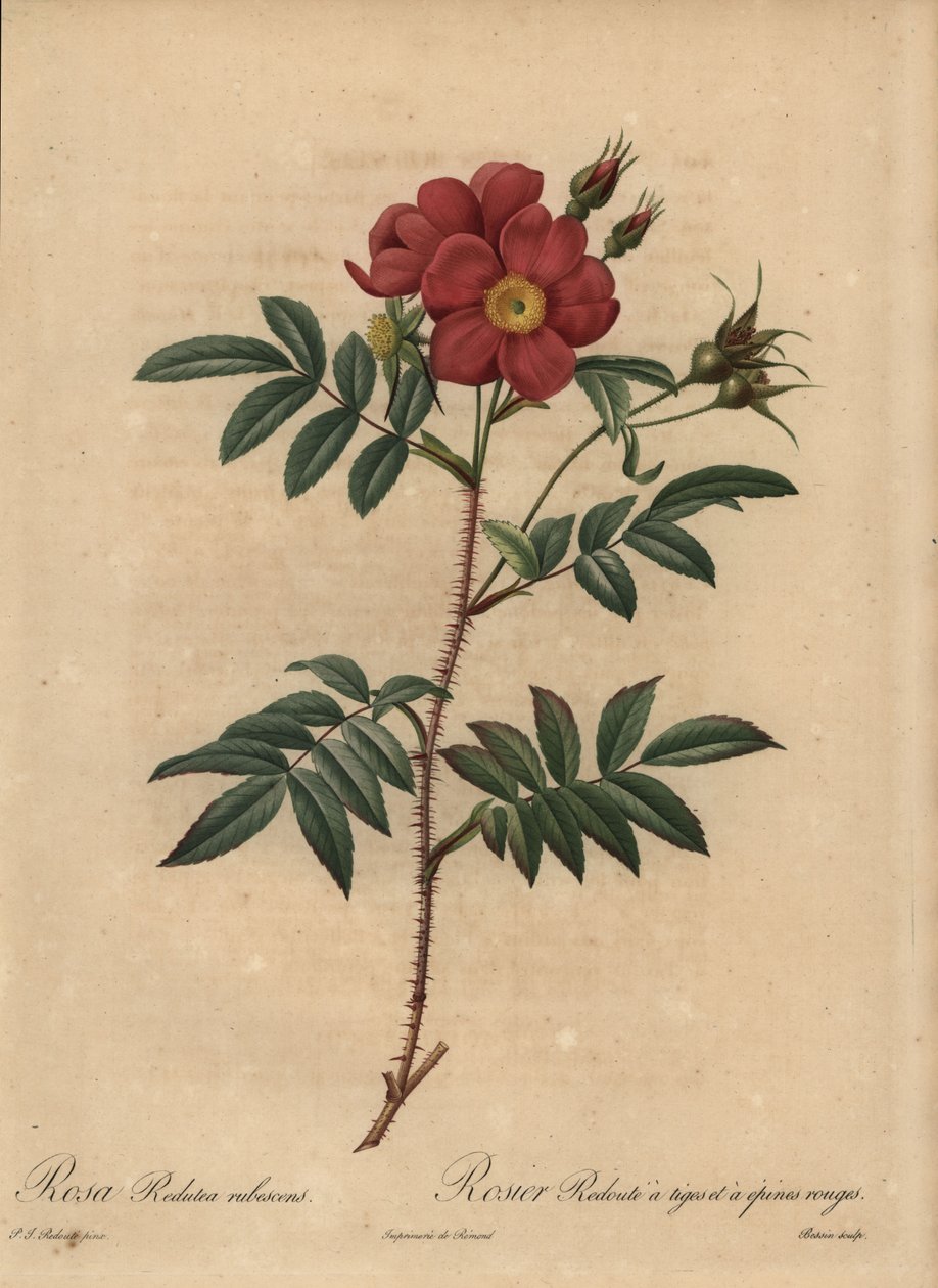 Vörös rózsa, Rosa alkotó: Pierre Joseph Redouté