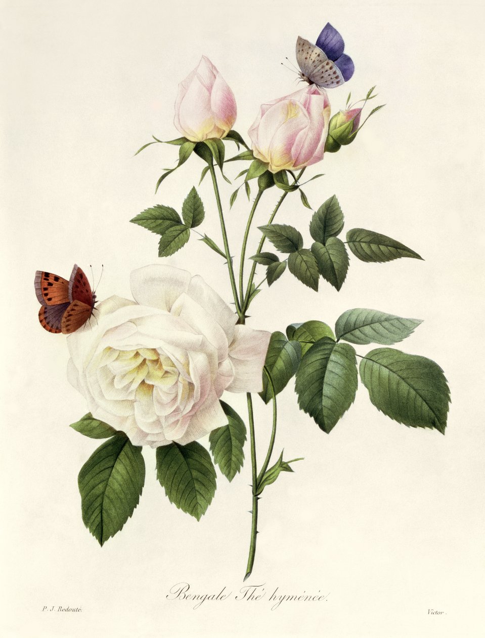 Rosa: Bengale the Hymenes, a „Les Roses”-ból, 19. század alkotó: Pierre Joseph Redouté