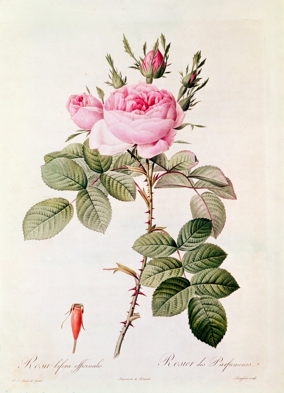 Rosa Bifera Officinalis, Claude Antoine Thory (1757-1827) "Les Roses" című művéből, Eustache Hyacinthe Langlois (1777-1837) metszete. alkotó: Pierre Joseph Redouté