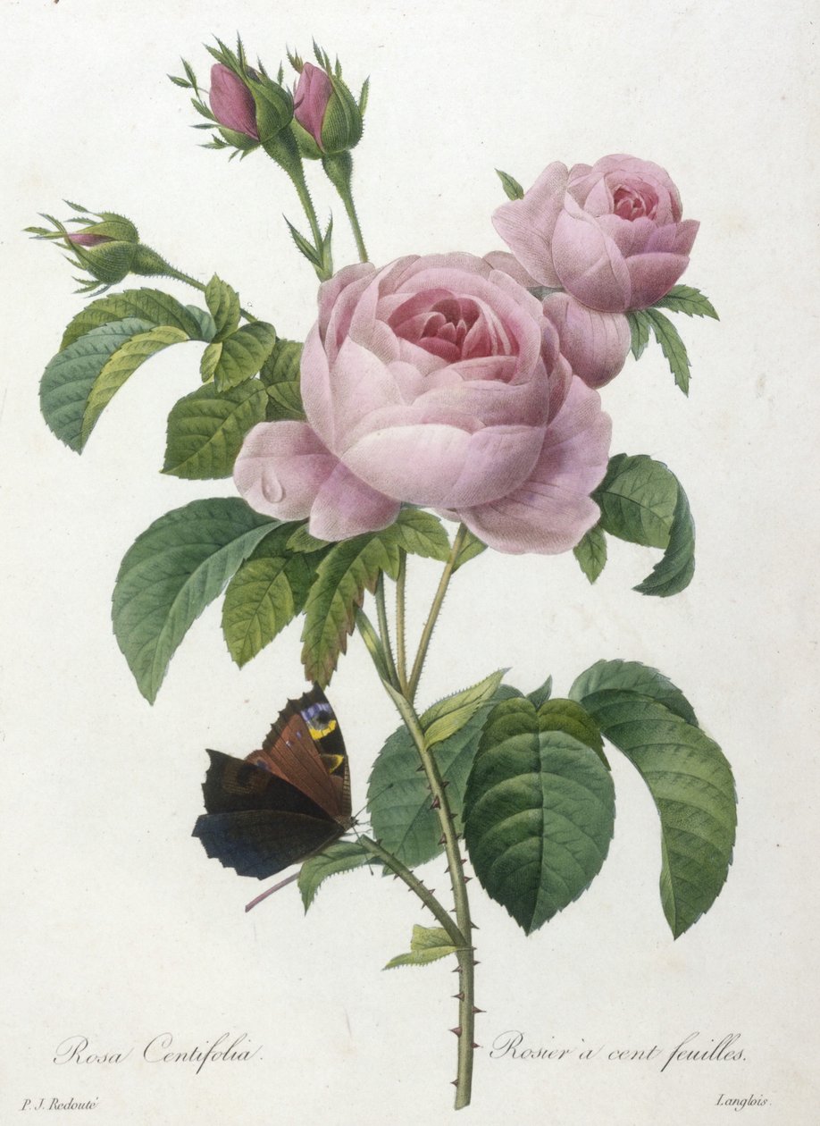 Rosa Centifolia, Rosier a cent-feuilles, a legszebb virágok és legszebb gyümölcsök válogatásából, 1827 (kézzel színezett foltmetszet) alkotó: Pierre Joseph Redouté