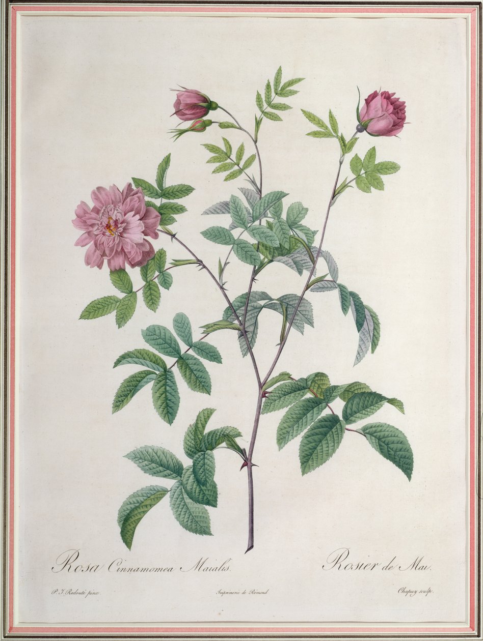 Rosa Cinnamomea Maialis, Chapuy metszet, Remond kiadó alkotó: Pierre Joseph Redouté