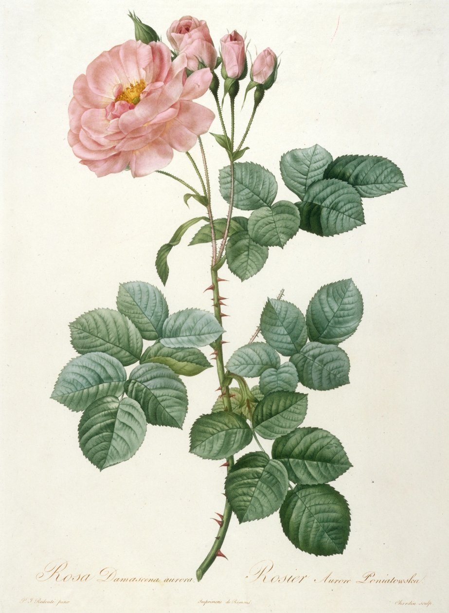 Rosa Damascena aurora, Rosier Aurore Poniatowska, La Couronne de roses, 1817-1824. alkotó: Pierre Joseph Redouté
