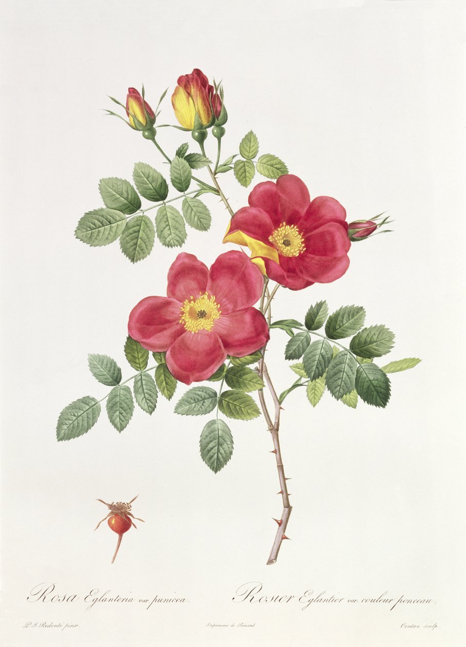 Rosa Eglantera Punicea alkotó: Pierre Joseph Redouté